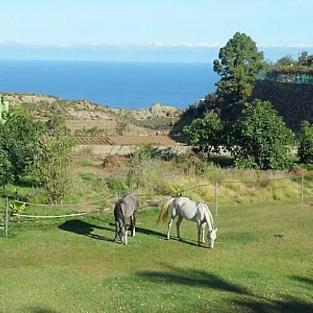 Finca Palmeras La Guancha